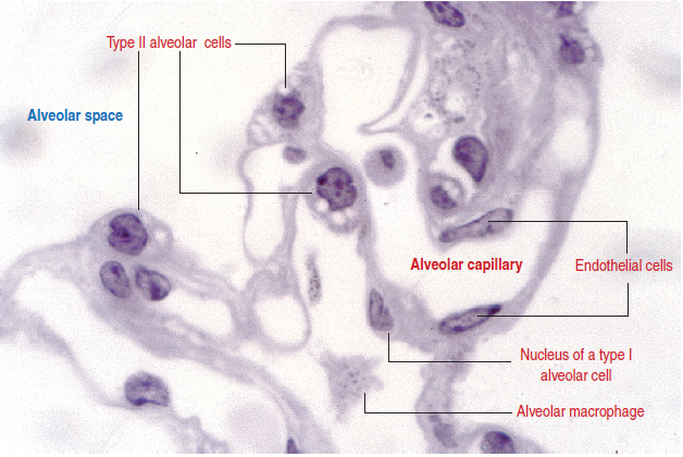Histologia do Sistema Respiratório