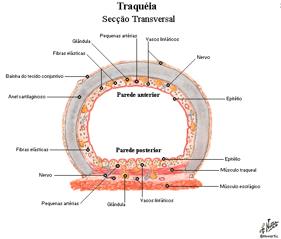 Histologia do Sistema Respiratório