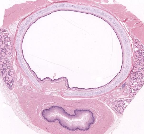Histologia do Sistema Respiratório