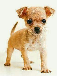 Small