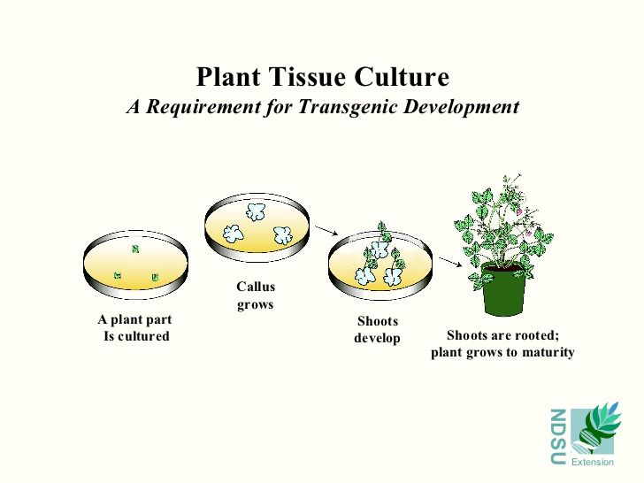 Tisse Culture