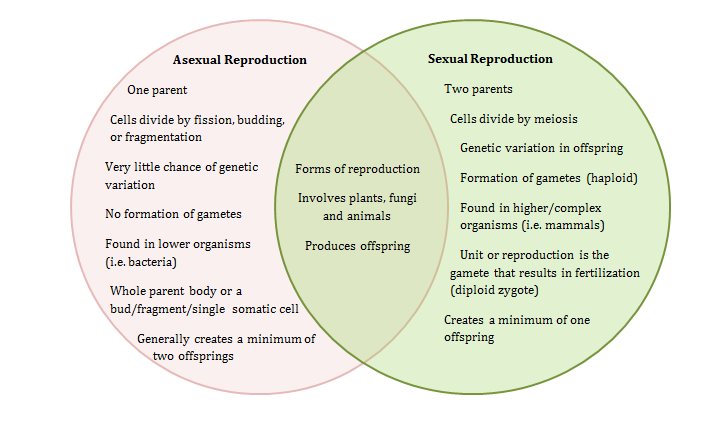 Asexual &amp; Sexual Reproduction