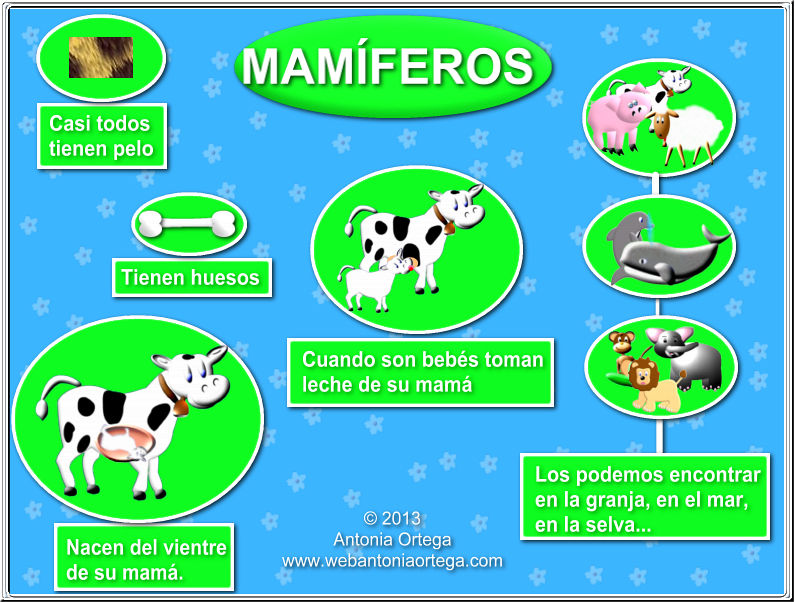 características principales