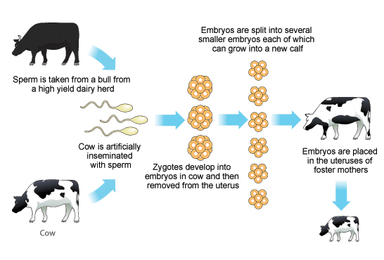 Embryo transplants