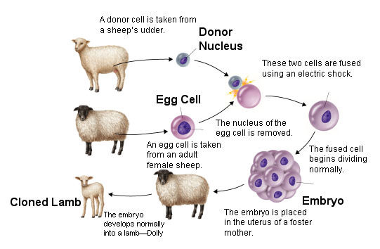 Adult Cell Cloning