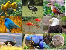 Aves