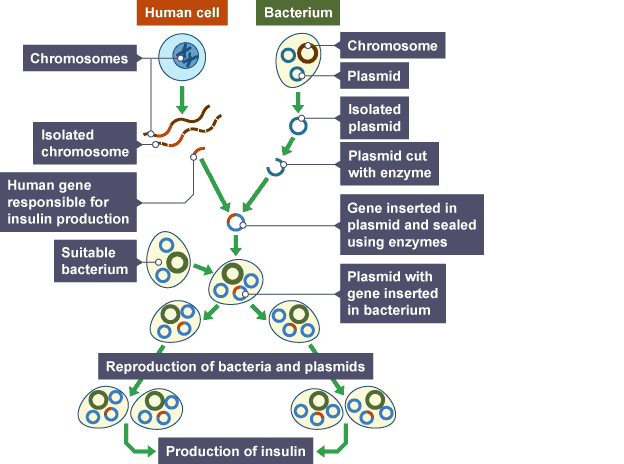 Genetic Engineering