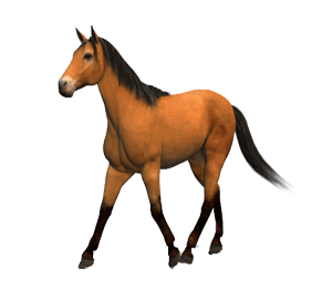 Caballogif2