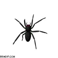 Arana Spider