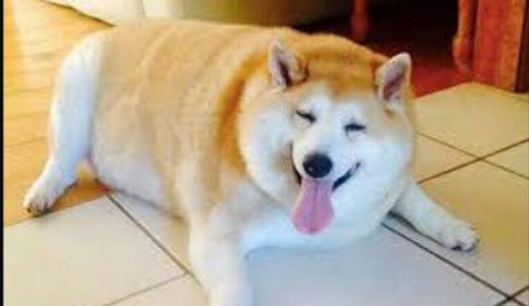 FAT gordo