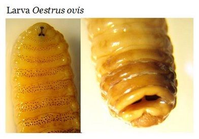 Ordem Diptera - Família Oestridae Gênero - Oestrus (D posterior) - Cavidades nasofaríngeas de ovinos e caprinos - Oestrus - ovelhas