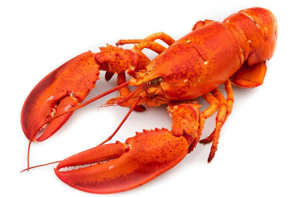 lobsters