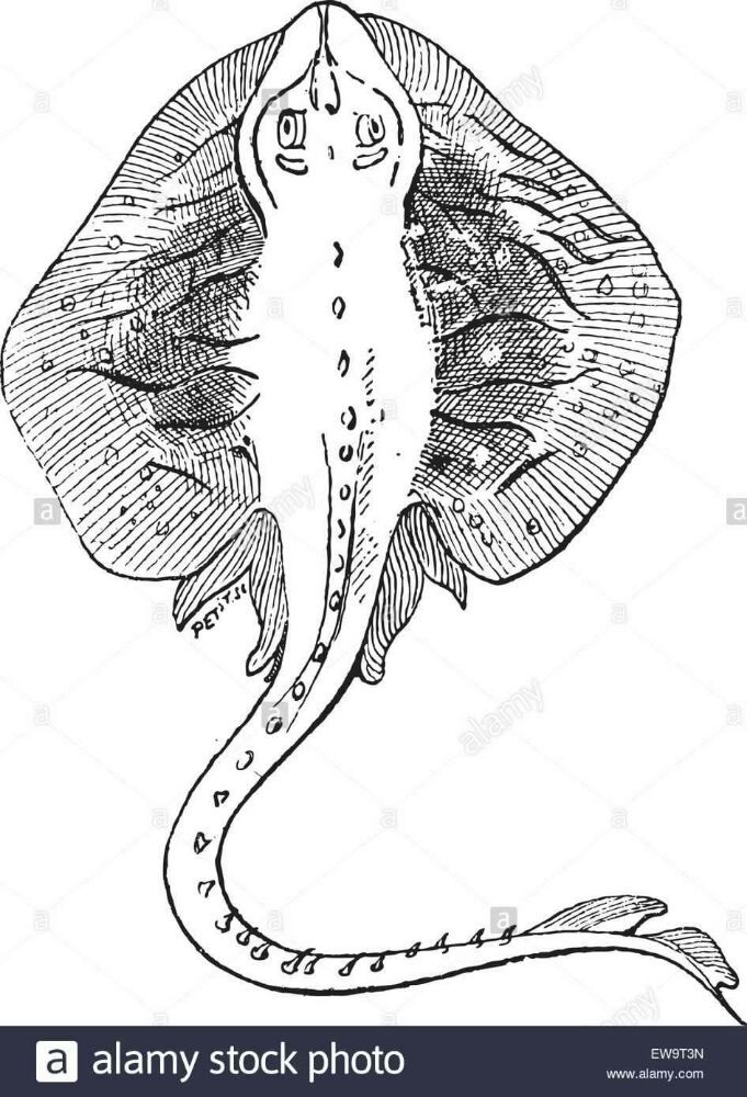 wing-like