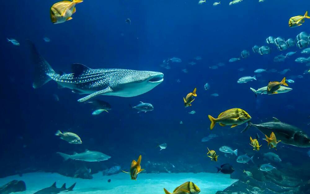 underwater