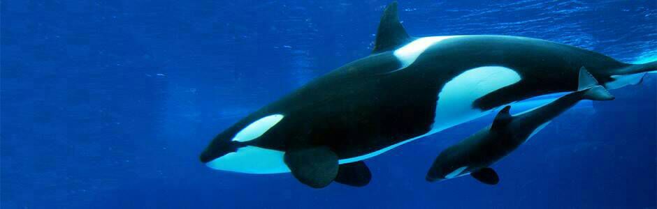 whales