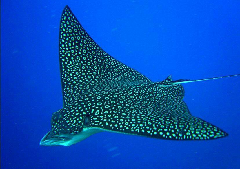 rays