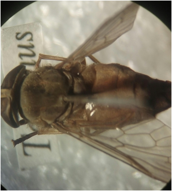 Ordem Diptera - Subordem Brachycera - Infraordem Orthorrapha - Gênero Tabanus - Ocelos rudimentares - Asas claras c/ manchas - Ausência d...