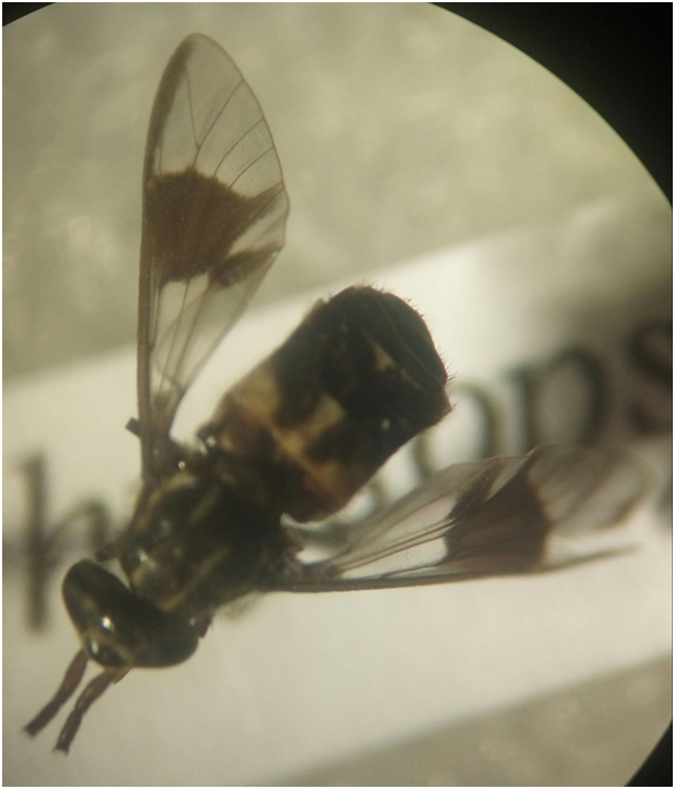 Ordem Diptera - Subordem Brachycera - Infraordem Orthorrapha - Gênero Chrysops - Presença de 3 ocelos - 2 Zoião - Coloração mais clara - ...