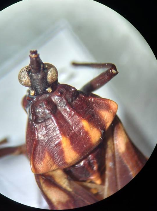 Ordem Hemiptera - Família Reduviidae - Gênero Panstrongylus - Trombas + curtas e retas - Antena inserida em tubérculo próximo do olho - G...