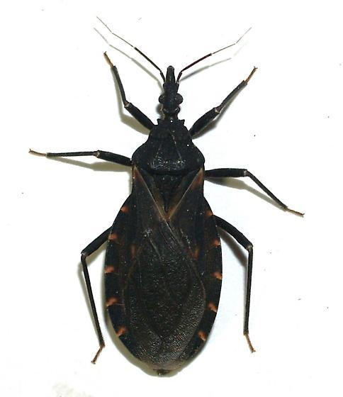 Ordem Hemiptera - Família Reduviidae - Gênero Triatoma (Barbeiro) - Antena inserida entre os olhos e clípio (no meio)