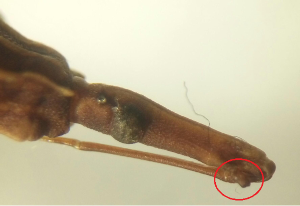 Ordem Hemiptera - Família Reduviidae - Gênero Rhodnius - Antena inserida em tubérculo próximo ao aparelho bucal - Cabeça cilíndrica