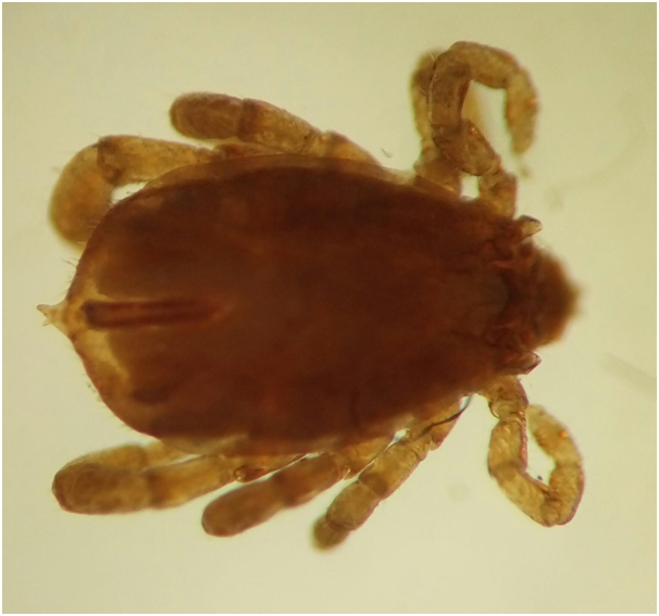 Ordem Acarina - Subordem Ixodides - Família Ixodidae - Gênero Boophilus macho - Escudo não decorado - Peritrema redondo - Bovino (todo o ...