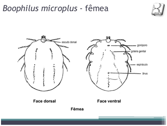Boophilus fêmea