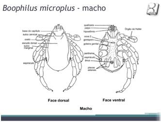 Boophilus macho