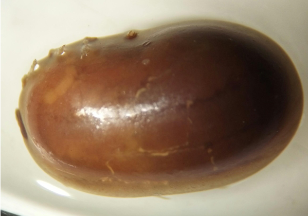 Ordem Acarina - Subordem Ixodides - Família Ixodidae - Gênero Boophilus fêmea - Escudo não decorado - Peritrema redondo - Bovino (todo o ...