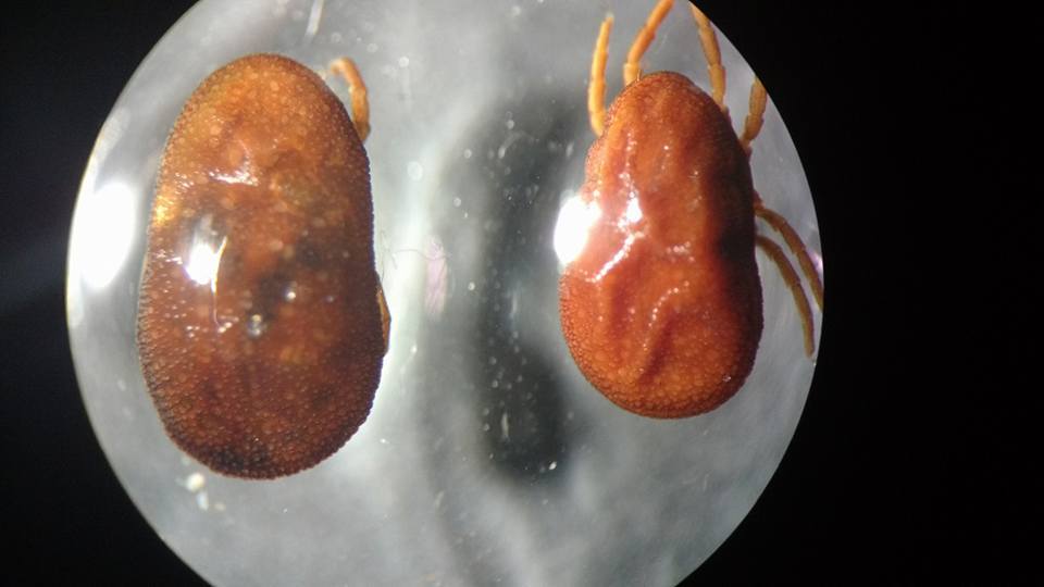 Ordem Acarina - Subordem Ixodidae - Família Argasidae - Gênero Argas - Escuro - Não tem escudo (corpo mole) - Cabeça e palpos não visívei...