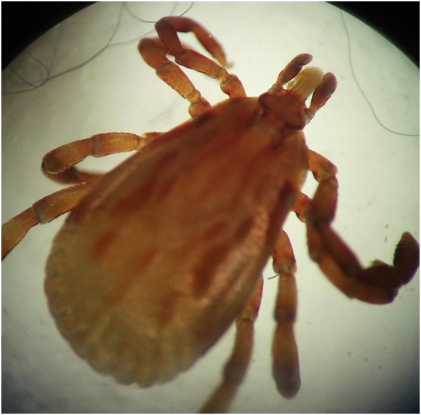Ordem Acarina - Subordem Ixodides - Família Ixodidae - Gênero Amblyomma Macho - Escudo decorado - Peritrema e gnatossoma bem desenvolvido...