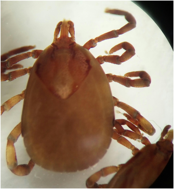 Ordem Acarina - Subordem Ixodides - Família Ixodidae - Gênero Amblyomma Fêmea - Escudo decorado - Peritrema e gnatossoma bem desenvolvido...
