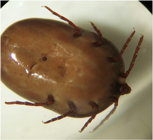 Ordem Acarina - Subordem Ixodidae - Família Argasidae - Gênero Rhipicephalus fêmea - Escudo não decorado com textura (furinhos) - Peritre...