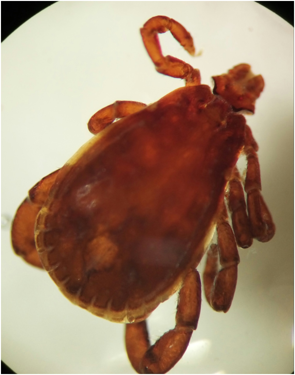 Ordem Acarina - Subordem Ixodidae - Família Argasidae - Gênero Rhipicephalus macho - Escudo não decorado com textura (furinhos) - Peritre...