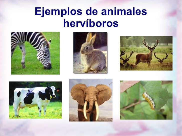Animales Herbívoros