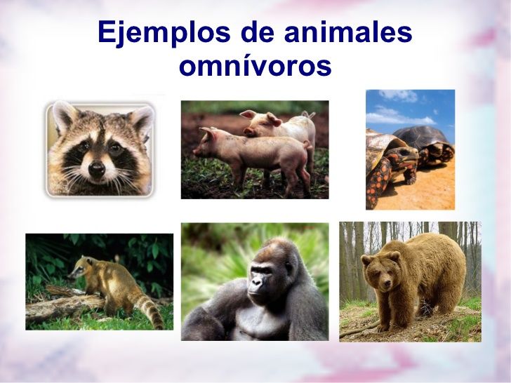 Animales Omnívoros