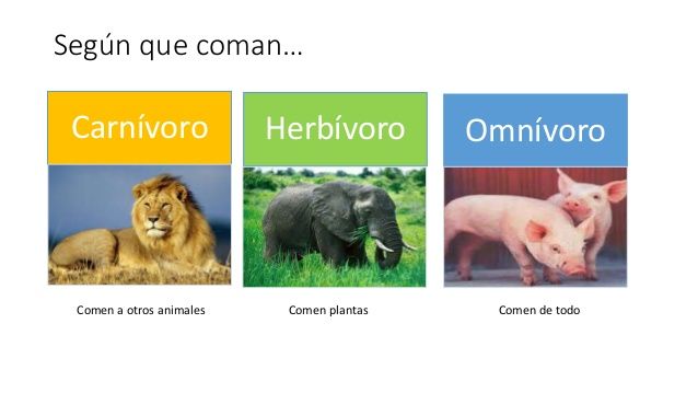 ¿Que comen los animales?