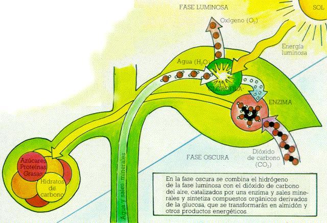 EL CARBONO EN LOS COMPUESTOS ORGÁNICOS