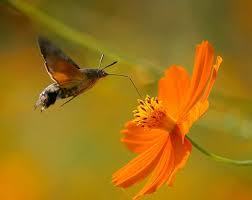 Fer el borinot