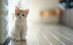 animales
