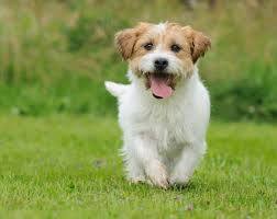 PERRO