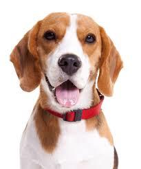 Perro