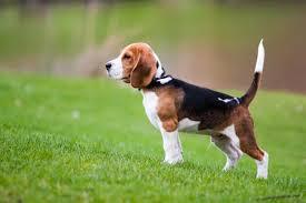 Perro