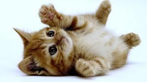 animales