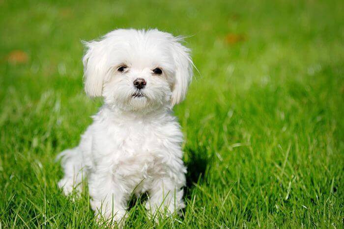 Perro