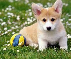 PERRO