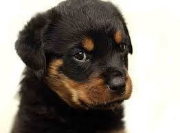 Perro