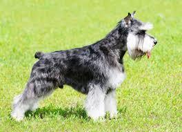 PERRO