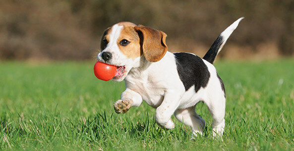 PERRO