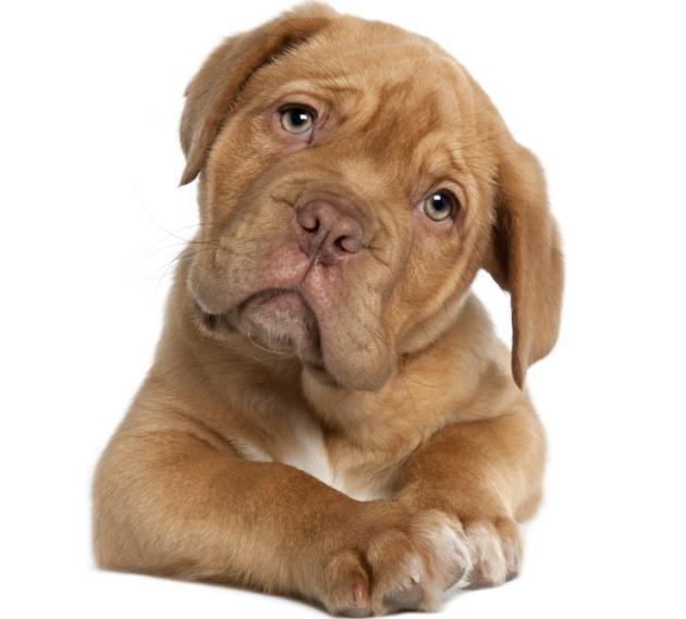 PERRO